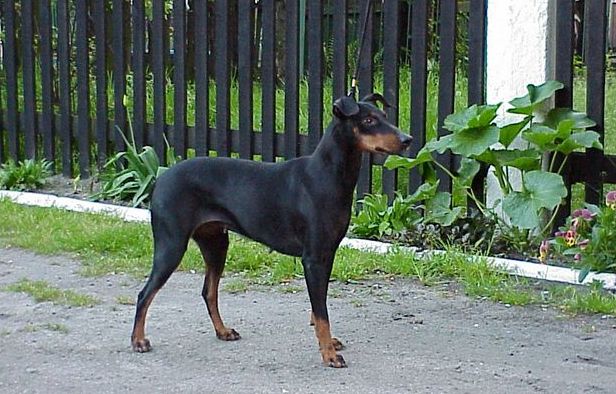 Manchester terrier charakterystyka i pielegnacja