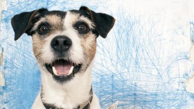 jack russel terier charakterystyka i pielęgnacja