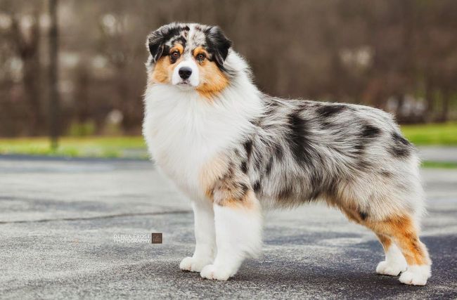 owczarek australijski charakterystyka i pielęgnacja