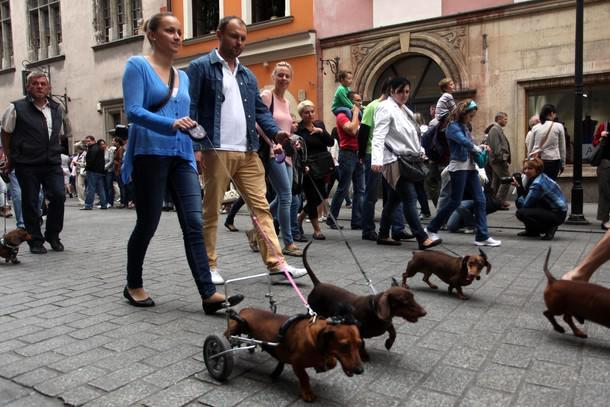 jamnik charakterystyka i pielęgnacja