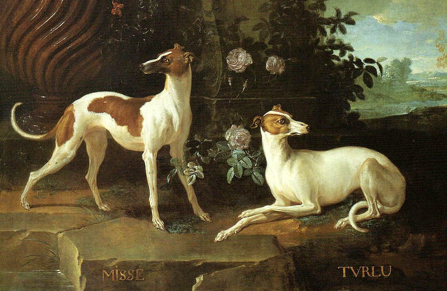 chart angielski greyhound charakterystyka i pielęgnacja