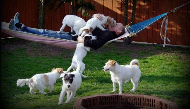 jack russel terier charakterystyka i pielęgnacja