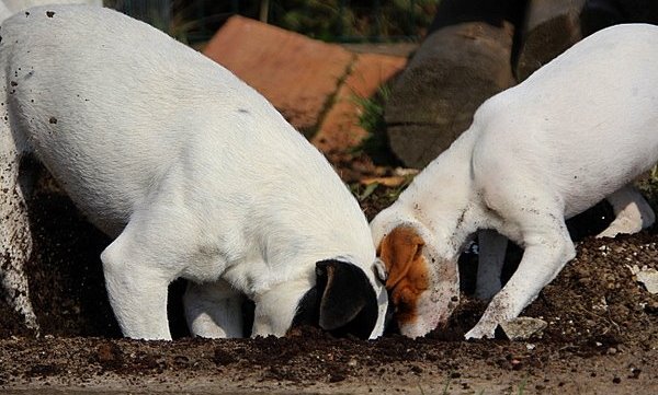 Parson Russel terrier charakterystyka i pielęgnacja