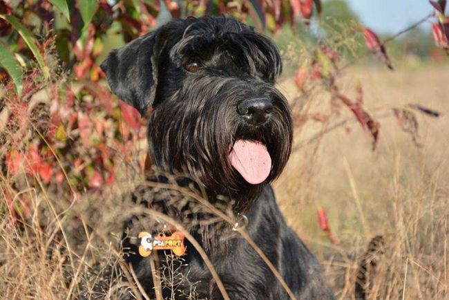 sznaucer średni charakterystyka i pielęgnacja