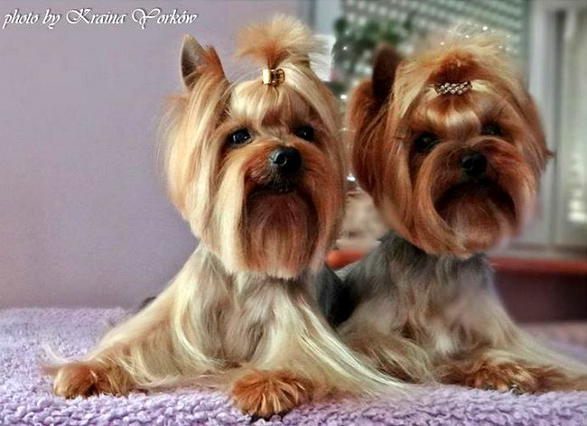 yorkshire charakterystyka i pielęgnacja 