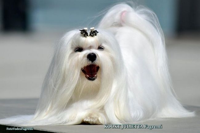 maltańczy charakterystyka i pielęgnacja