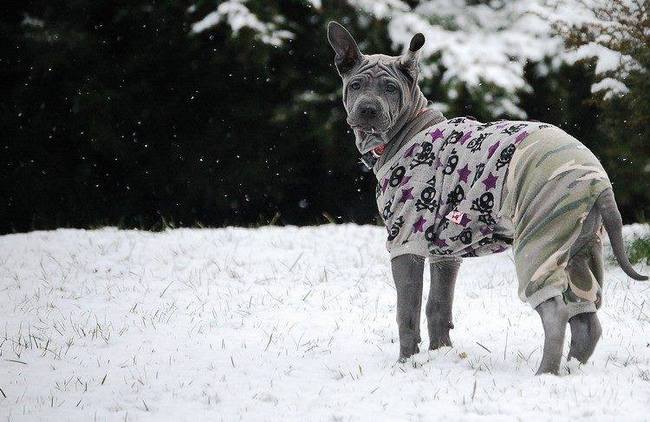 thai ridgeback charakterystyka i pielęgnacja