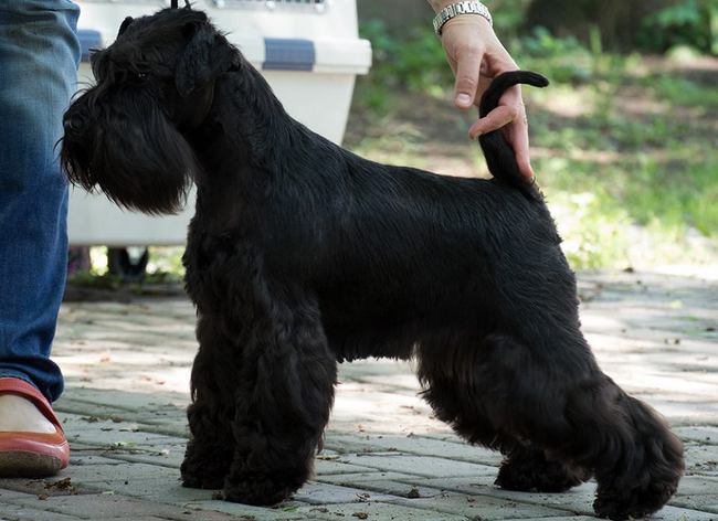 sznaucer charakterystyka i pielęgnacja