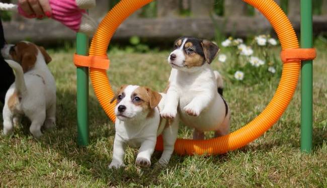 jack russel terier charakterystyka i pielęgnacja