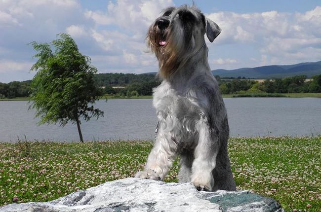 sznaucer średni charakterystyka i pielęgnacja