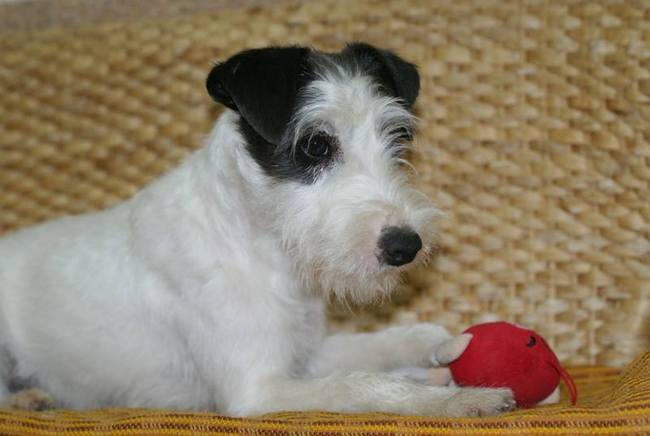 Parson Russel terrier charakterystyka i pielęgnacja