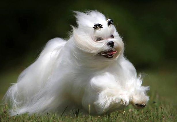 maltańczyk charakterystyka i pielęgnacja