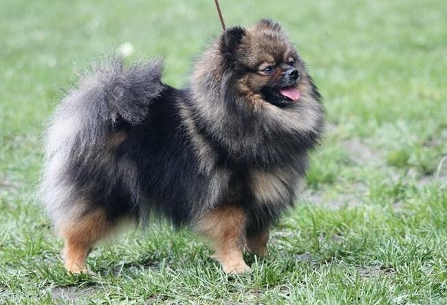 pomeranian charakterystyka i pielęgnacja