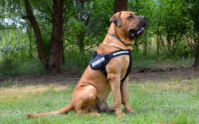 tosa inu charakterystyka i pielęgnacja