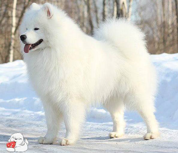 samoyed charakterystyka i pielęgnacja 