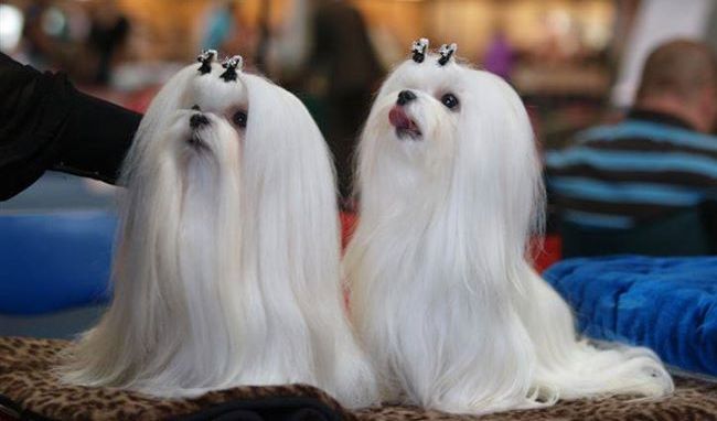 maltańczyk charakterystyka i pielęgnacja