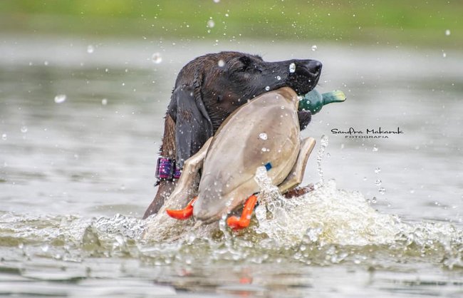 posokowiec bawarski charakterystyka i pielęgnacja