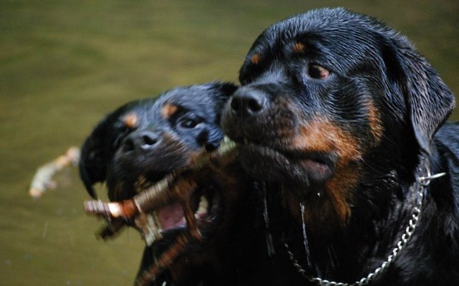 rottweiler charakterystyka i pielęgnacja