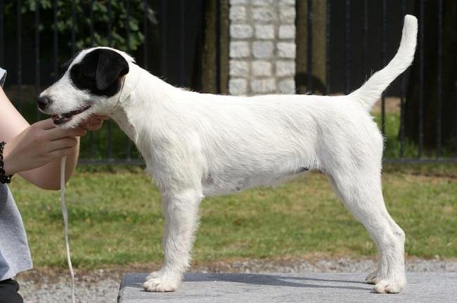 Parson Russel terrier charakterystyka i pielęgnacja