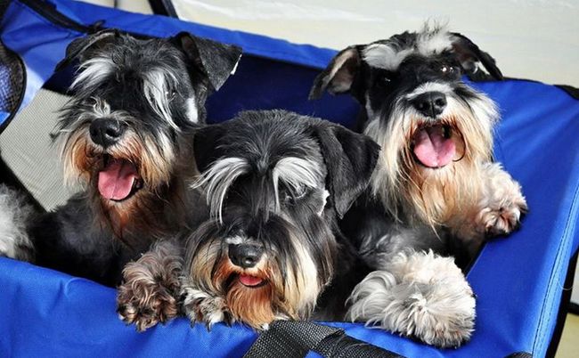 sznaucer charakterystyka i pielęgnacja