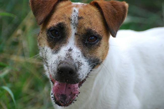 jack russel terier charakterystyka i pielęgnacja