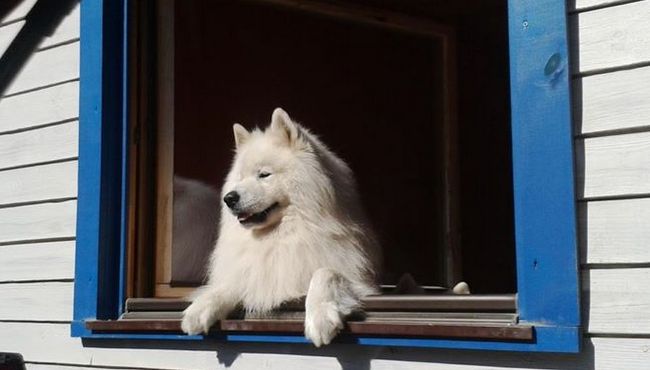 samoyed charakterystyka i pielęgnacja