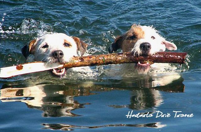 Parson Russel terrier charakterystyka i pielęgnacja