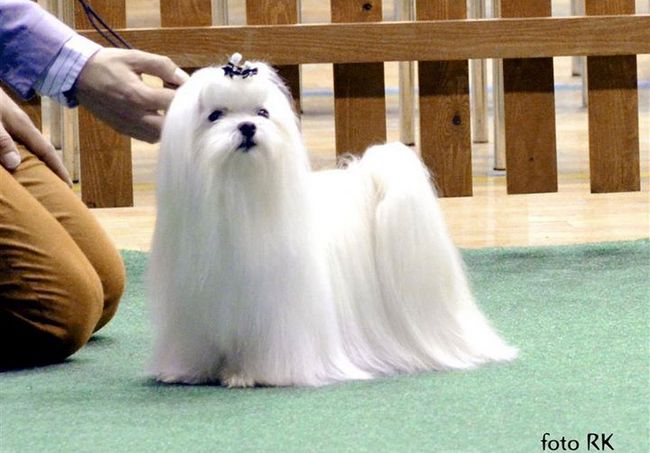 maltańczy charakterystyka i pielęgnacja