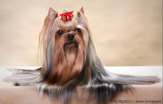 yorkshire charakterystyka i pielęgnacja