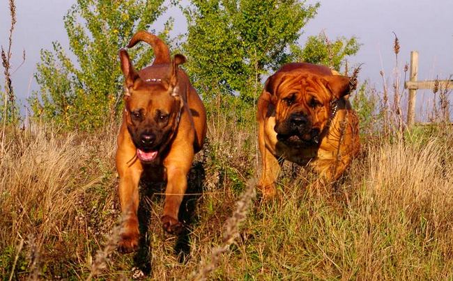 tosa inu charakterystyka i pielęgnacja 
