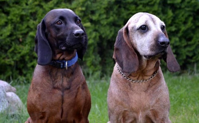 posokowiec bawarski charakterystyka i pielęgnacja