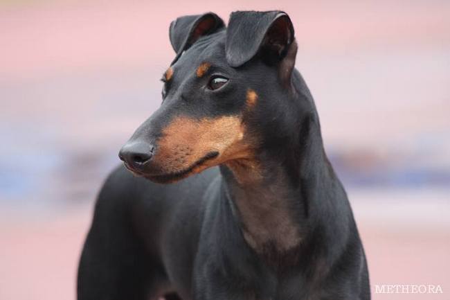 Manchester terrier charakterystyka i pielęgnacja