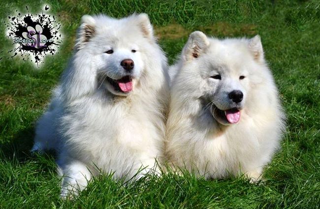 samoyed charakterystyka i pielęgnacja 