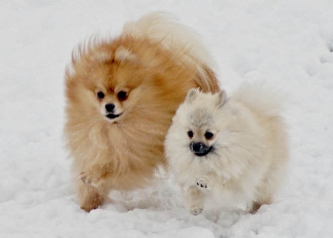 pomeranian charakterystyka i pielęgnacja