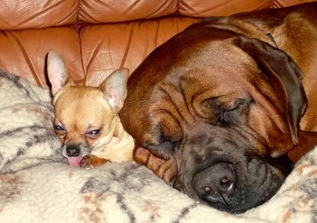 tosa inu charakterystyka i pielęgnacja