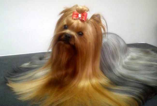 yorkshire charakterystyka i pielęgnacja 