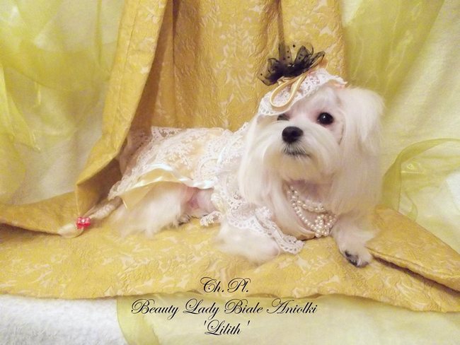 maltańczyk charakterystyka i pielęgnacja