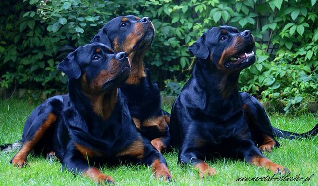 rottweiler charakterystyka i pielęgnacja