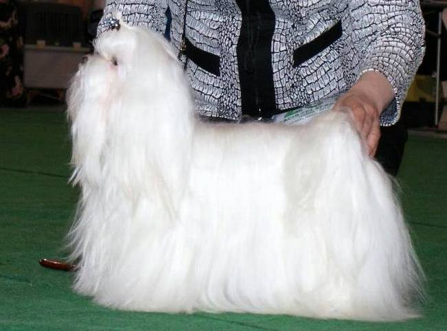 maltańczyk charakterystyka i pielęgnacja