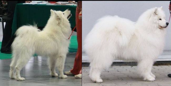 samoyed charakterystyka i pielęgnacja