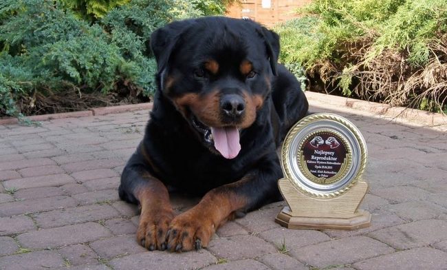 rottweiler charakterystyka i pielęgnacja