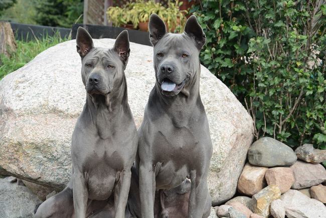 thai ridgeback charakterystyka i pielęgnacja