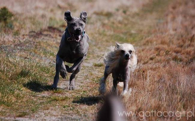 thai ridgeback charakterystyka i pielęgnacja