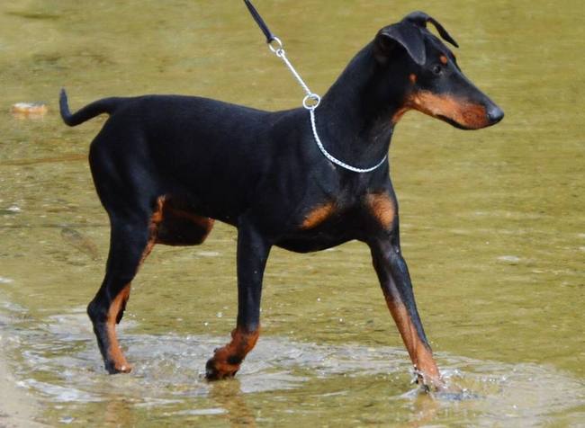 Manchester terrier charakterystyka i pielęgnacja