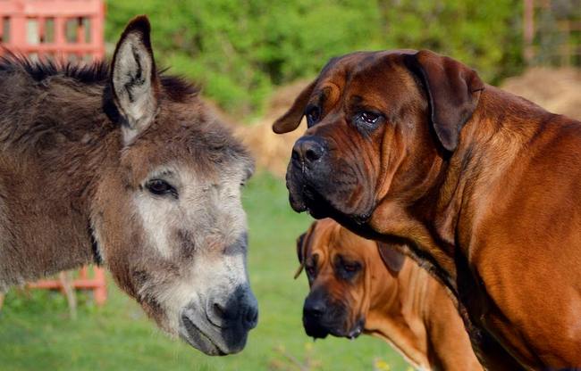 tosa inu charakterystyka i pielęgnacja 
