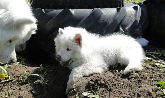 samoyed charakterystyka i pielęgnacja