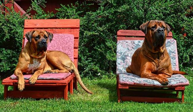 tosa inu charakterystyka i pielęgnacja