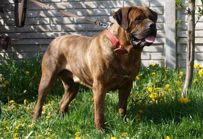 tosa inu charakterystyka i pielęgnacja 