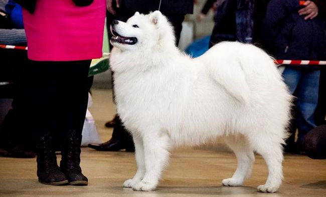 samoyed charakterystyka i pielęgnacja