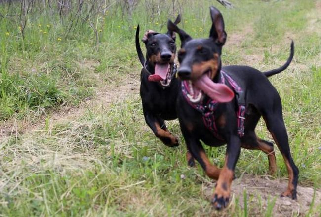 Manchester terrier charakterystyka i pielęgnacja